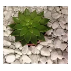 Ciottolo Ornamentale Bianco Carrara Vaga Gruppo Mapei 25Kg